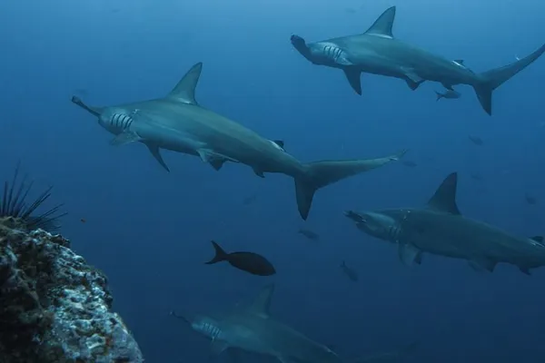 Madivaru Corner Diving