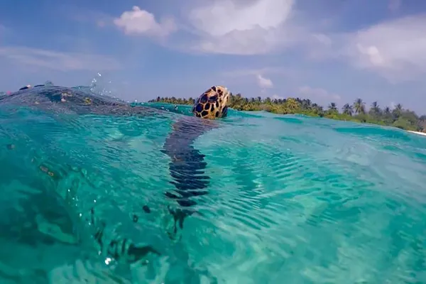Diving and Watersports