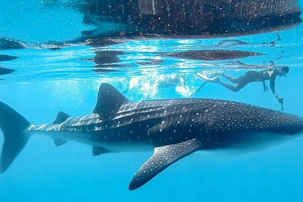 Whale Shark Point