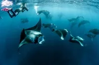  Coral Reefs and Snorkeling