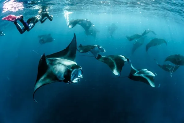Coral Reefs and Snorkeling