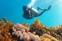 Diving & Coral Reefs