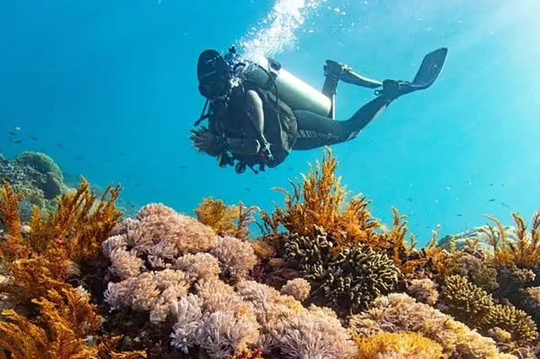 Diving & Coral Reefs