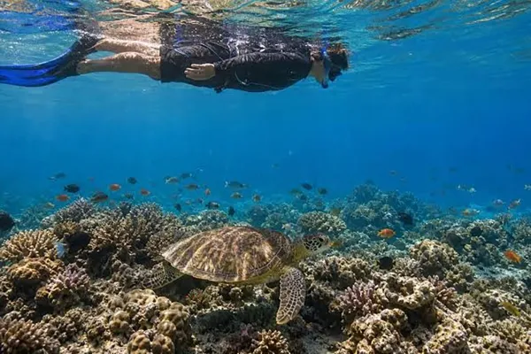 Guraidhoo Coral Reefs & Snorkeling