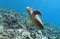 House Reef Snorkelling