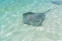 Stingrays at Fulidhoo