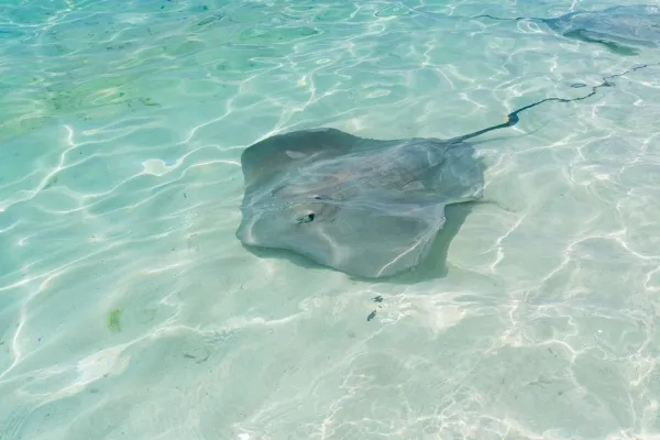 Stingrays at Fulidhoo